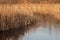 Reflection of dry stalks of grass in a river lake in autumn.