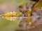 Reflection Eurasian wren autumn colored leaves