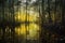 reflection of fireflies on swamp water at dusk