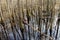 Reflection of the Forest at Congaree National Park