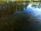 The reflection of the forest in water of a forest lake, at the bottom of which is visible flooded grass and leaves.