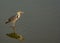 Reflection: Gray heron with beaks open on a lake