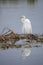 Reflection of a Great Egret at Lake Apopka Wildlife Drive, Florida