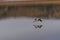 Reflection of a greater flamingo flying over a lake close to its surface