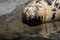 Reflection of an grey seal sleeping in the water