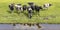 Reflection of a group of cows in the water of a creek, cows  in the pasture, aerial view