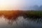 Reflection high grass on pond with misty fog and trees at sunrise. Czech landscape