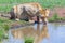 Reflection Lioness Drinking