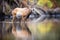 reflection of lone waterbuck in still river