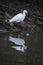 Reflection of long beak black siberian crane in water standing for hunting fish with marshy