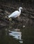 Reflection of long beak black siberian crane in water standing for hunting fish with marshy land