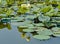 Reflection of lotus flowers in the water of Carter Lake Iowa
