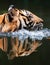 REFLECTION OF MALAYAN TIGER