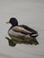 The Reflection of a Male Mallard Duck