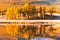 Reflection in the mirror of the lake trees yellow poplar grove