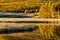 Reflection in the mirror of the lake trees yellow poplar grove