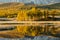 Reflection in the mirror of the lake trees yellow poplar grove