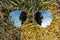 Reflection of the photographer and the sky in sunglasses. Glasses on the grass