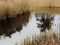 Reflection of pines in swamp, cane  in november park