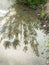 Reflection of plants in the water