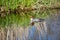 Reflection of reeds in water of marsh with that of swimming common merganser female