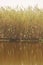 REFLECTION OF REEDS AND WEAVER`S NESTS IN WATER