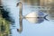 Reflection of a reticulated swan on a calm water body