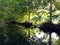 Reflection in river of green stretching tall trees in a symmetrical view