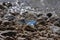 Reflection of the sea in glass ball at the beach/ landscape nature photography/ Conceptual image of summer vacation