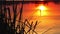 Reflection of the setting sun in the water. Evening landscape. Silhouette of reeds against the setting sun,sunset over the river.