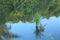 a reflection of a small lake, a very dense forest