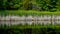 Reflection Of the Tall Grasses On Marlake Lake In The West Hylebos Wetlands Park In Early Autumn, Federal Way, Washington, USA