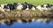 Reflection of a team of black pied cows lying down  on the bank of a creek