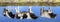 Reflection of three young cows in the water of a lake or pond, black and white Friesian Holstein dairy cattle