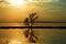 Reflection of tree with golden sunlight in flooded  park