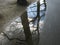 Reflection of a tree in a pool of water in the Vondelpark Amsterdam