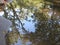 Reflection of a tree in a pool of water in the Vondelpark in Amsterdam