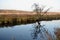 reflection of a tree in water