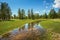 Reflection of trees in the creek