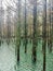 Reflection of trees in a lake during autumn season