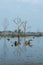 Reflection of trees in Neak Pean lake near Angkor Wat. Cambodia