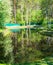 Reflection of trees in a pond - birch and flowering bird cherry