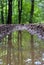 The reflection of the trees on the puddle of water on the forest road