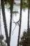 Reflection of trees in water the background with a mirror image of autumn tree