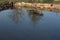 Reflection of trees in the water of a carp pond