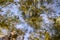 Reflection of trees in the water of a stream with spherical circles from falling raindrops