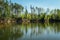 Reflection trees in water on swamped quarry, Czech republic