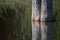 REFLECTION OF TRUNKS OF TREES STANDING IN A POOL OF SEASONAL WATER