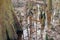 Reflection in Water at Congaree National Park