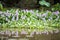 Reflection of water hyacinth flower fields bloom colorful purple.